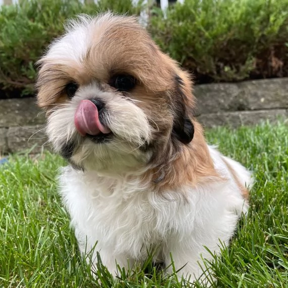 Regalo Bellissimi cuccioli allevati Shihtzu colore bianco e nero Due e una feminuccia Maschietti