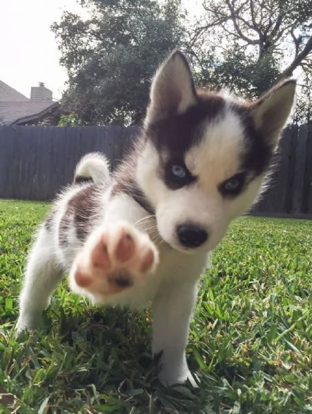 REGALO SIBERIAN HUSKY CON PEDIGREE Consegna con  libretto sanitario vaccini certificati dal veteri