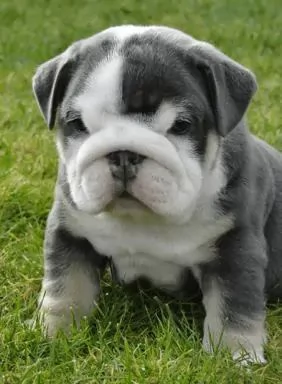 REGALO BULLDOG INGLESE CUCCIOLI CON PEDIGREE BULLDOG INGLESE PELO CORTO TAGLIA PICCOLA MOLTO BELLI 