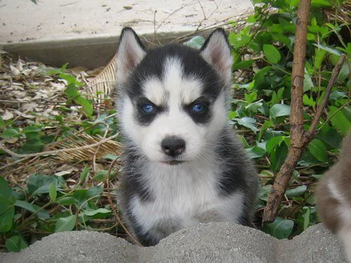 Cucciole di Siberian Husky | Foto 0