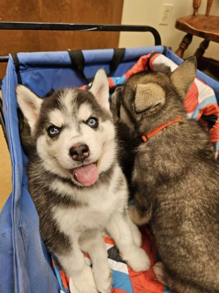 Cuccioli di Siberian Husky