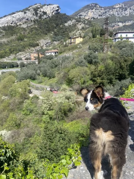 Australian Shepherd 10 mesi tricolore femmina 