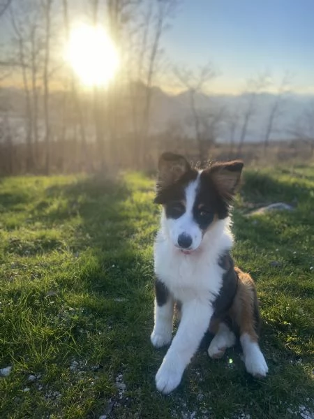 Australian Shepherd 10 mesi tricolore femmina  | Foto 1