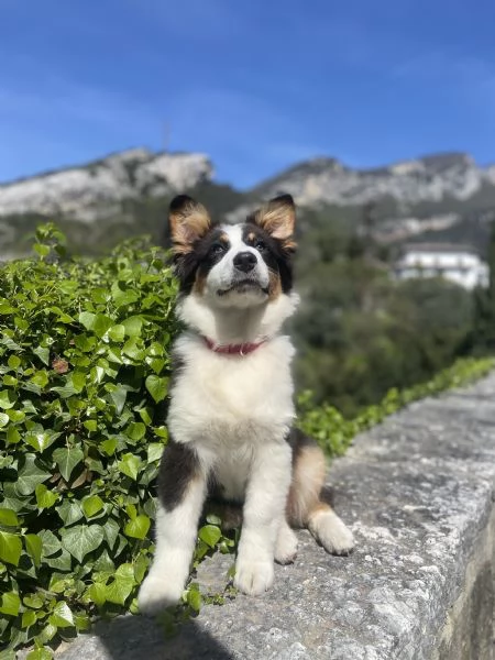 Australian Shepherd 10 mesi tricolore femmina  | Foto 0