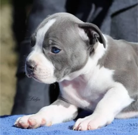 American Staffordshire Terrier  Bellissimi Cuccioli | Foto 6