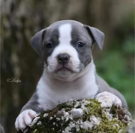 American Staffordshire Terrier  Bellissimi Cuccioli | Foto 5