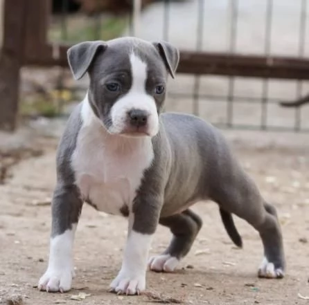 American Staffordshire Terrier  Bellissimi Cuccioli | Foto 3