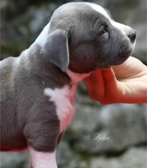 American Staffordshire Terrier  Bellissimi Cuccioli | Foto 2