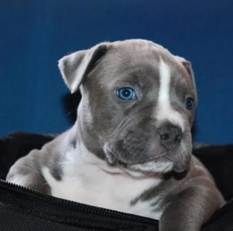 American Staffordshire Terrier  Bellissimi Cuccioli | Foto 1