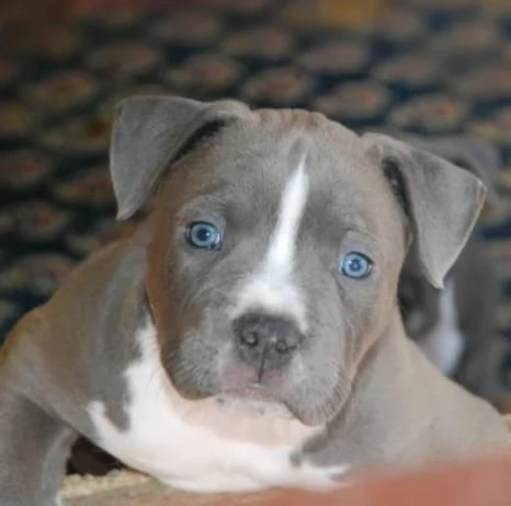 American Staffordshire Terrier  Bellissimi Cuccioli | Foto 0