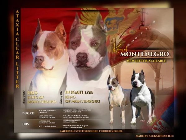 American Staffordshire Terrier  Bellissimi Cuccioli