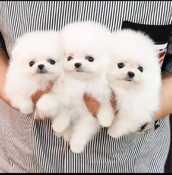 Cuccioli di Pomerania in miniatura in vendita | Foto 0