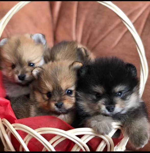 Cuccioli di Pomerania in miniatura in vendita