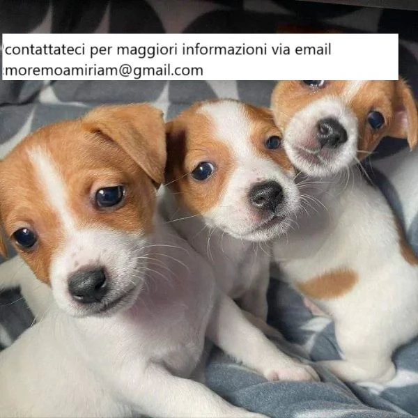 Jack Russell nani blu e bianchi