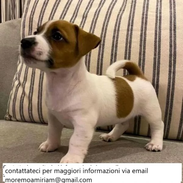 Cuccioli di Jack Russell in vendita