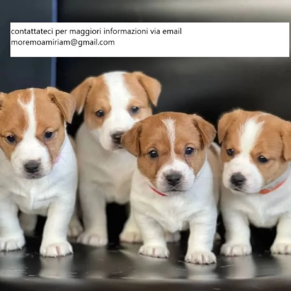 4 bellissimi cuccioli di Jack Russell