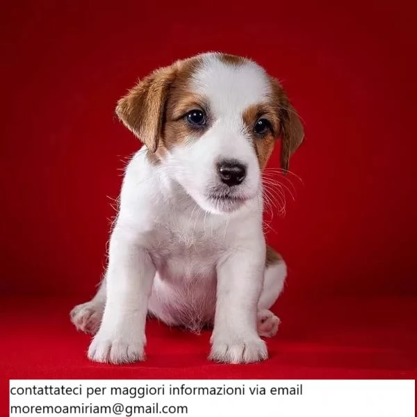 Bellissimo cucciolo di Jack Russell