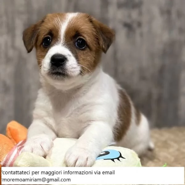 Bellissimi cuccioli di Jack Russell