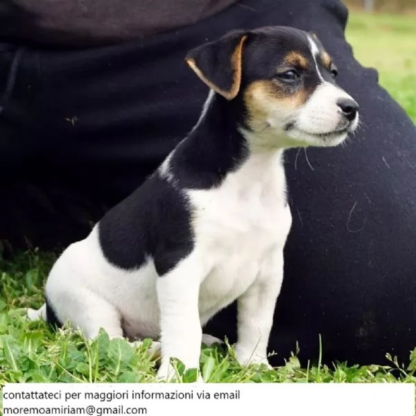 Cuccioli di jack russel microchippati