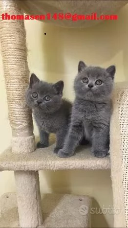 Adorabili gattini British shorthair