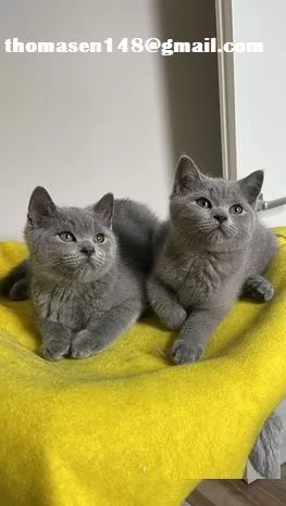  Cuccioli British shorthair