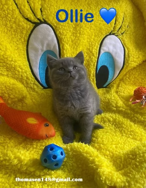 Cuccioli british shorthair grigioblu