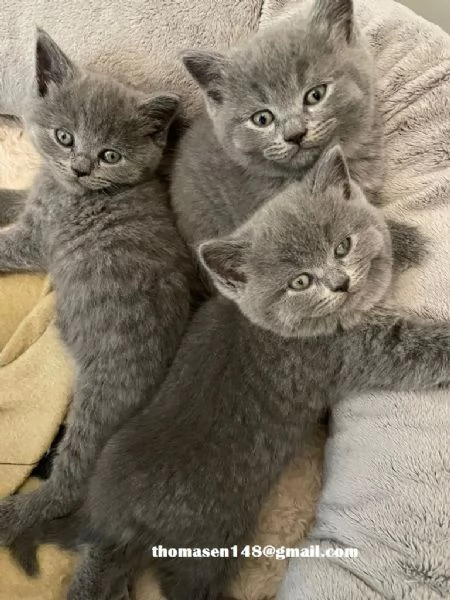 Cuccioli British shorthair