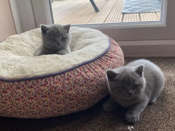 Adorabili cucciole British Shorthair