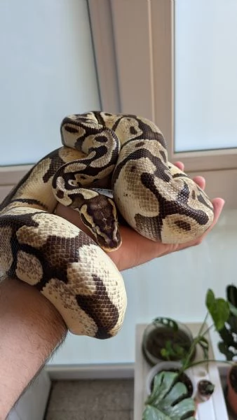 Lemon pastel enchi hidden