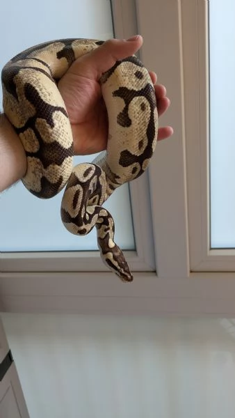 Lemon pastel enchi hidden | Foto 2