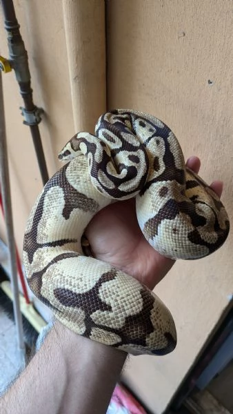 Lemon pastel enchi hidden | Foto 1