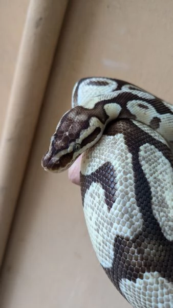 Lemon pastel enchi hidden | Foto 0