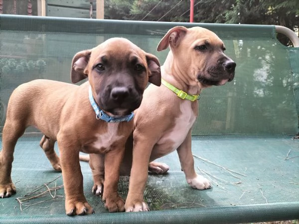 Cuccioli di Amstaff cercano casa | Foto 2