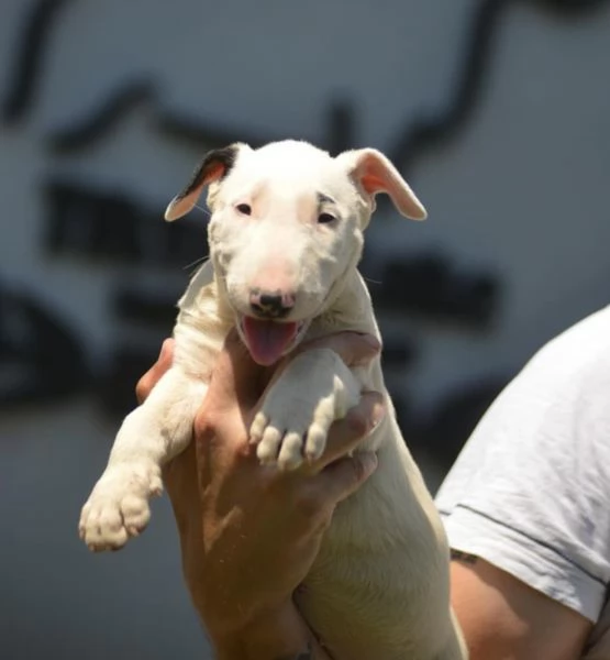 Bull Terrier Standard  Bellissima Femmina in Vendita | Foto 2