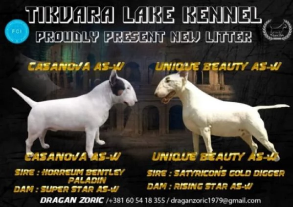 Bull Terrier Standard  Bellissima Femmina in Vendita | Foto 0