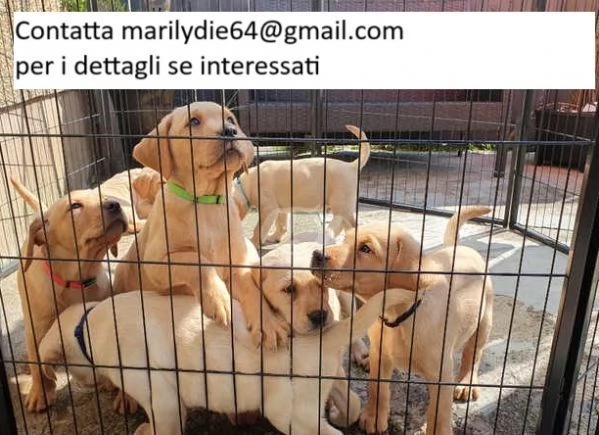 Dolci cuccioli di Labrador