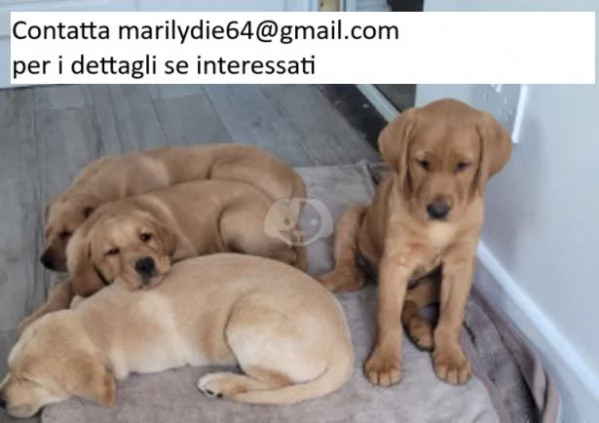 Fantastici cuccioli di Labrador Retriever