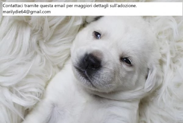 Cuccioli di Labrador Golden giocosi