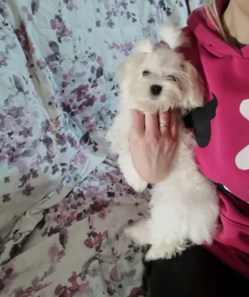 CUCCIOLI DI Maltese ALLEVATI CON AMORE per adozione | Foto 2