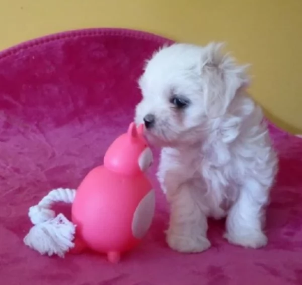 CUCCIOLI DI Maltese ALLEVATI CON AMORE per adozione | Foto 1