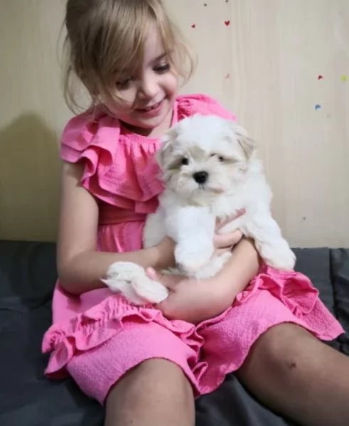 CUCCIOLI DI Maltese ALLEVATI CON AMORE per adozione | Foto 0