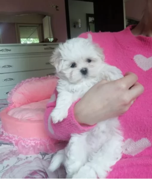 CUCCIOLI DI Maltese ALLEVATI CON AMORE per adozione