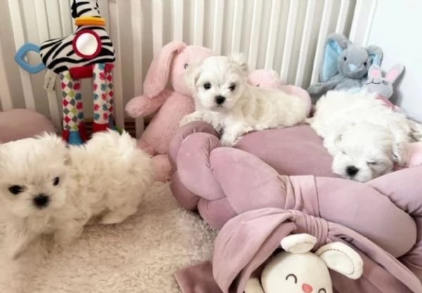 CUCCIOLI DI Maltese ALLEVATI CON AMORE per adozione