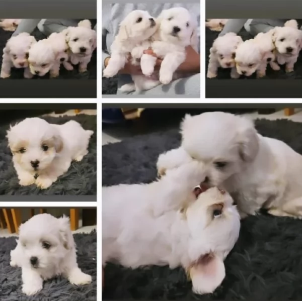 CUCCIOLI DI Maltese ALLEVATI CON AMORE per adozione