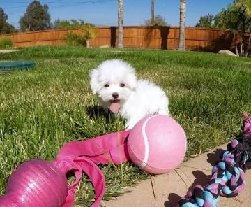 CUCCIOLI DI Maltese ALLEVATI CON AMORE per adozione