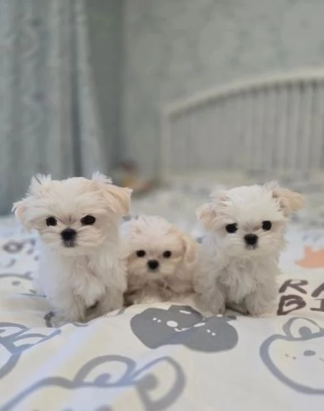 CUCCIOLI DI Maltese ALLEVATI CON AMORE per adozione | Foto 1