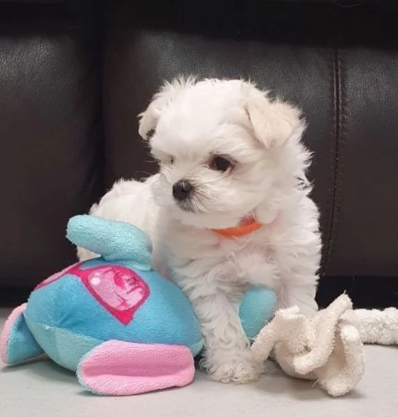 CUCCIOLI DI Maltese ALLEVATI CON AMORE per adozione