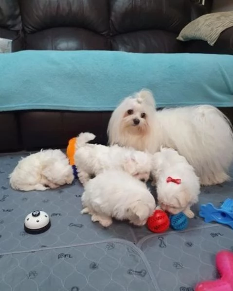 CUCCIOLI DI Maltese ALLEVATI CON AMORE per adozione | Foto 0