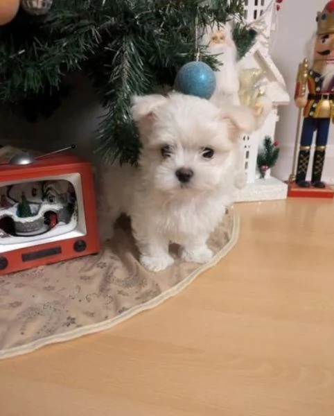 CUCCIOLI DI Maltese ALLEVATI CON AMORE per adozione | Foto 2