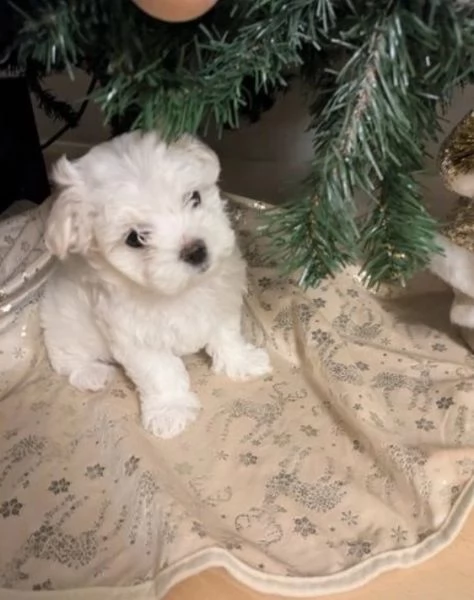 CUCCIOLI DI Maltese ALLEVATI CON AMORE per adozione | Foto 1